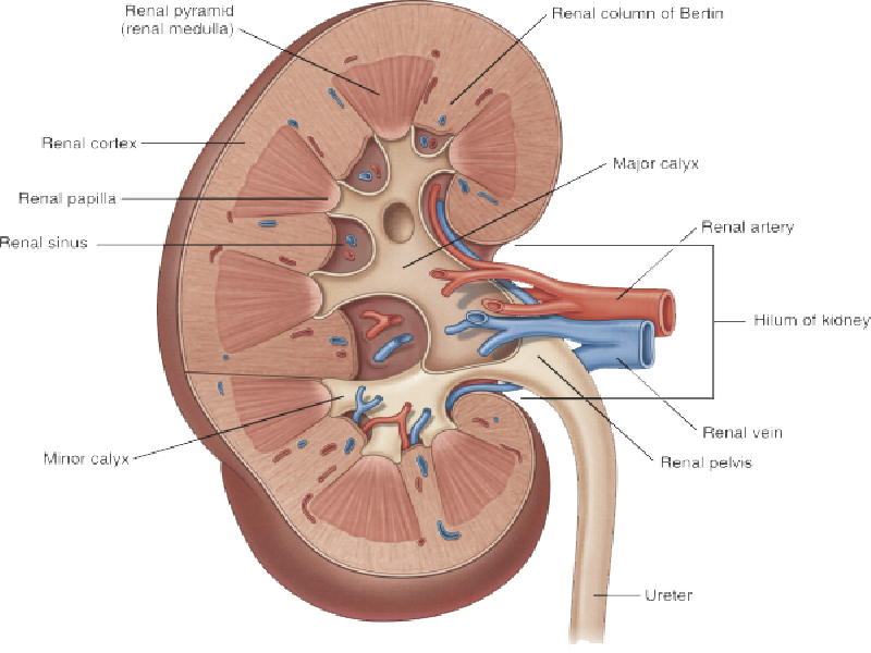 Uro Oncology